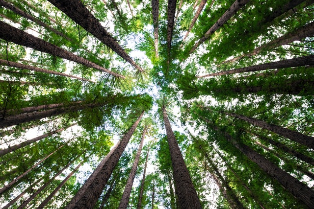 As Net Zero Financial Institutions Raise Their Ambitions, They Shouldn’t Lose the Forest for the Trees